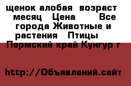 щенок алобая .возраст 1 месяц › Цена ­ 7 - Все города Животные и растения » Птицы   . Пермский край,Кунгур г.